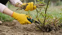 Blüten können ausbleiben: Gärtner nennen Pflanzen, die man im Frühling nicht schneiden darf