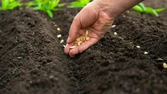 Was im April pflanzen: 5 besonders robuste Gemüsesorten für wechselhaftes Klima